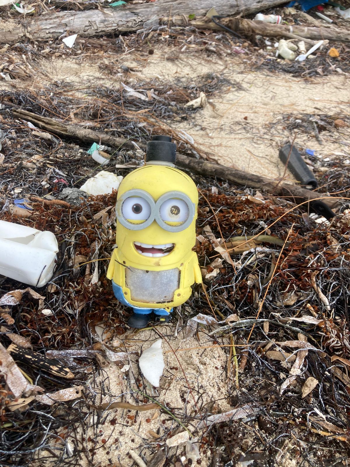 A weathered yellow Minion toy figure standing amidst beach debris and dried seaweed.